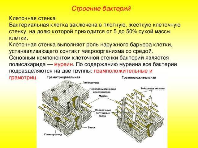 Жгутик — википедия с видео // wiki 2