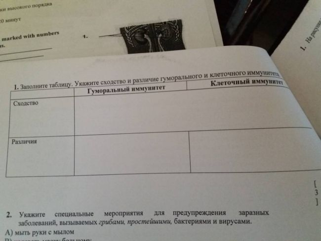 Чего не имеет бактериальная клетка