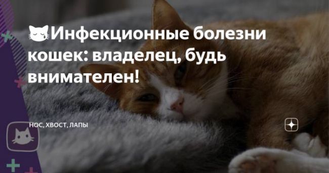 Вирусные заболевания и инфекции у кошек: симптомы и лечение