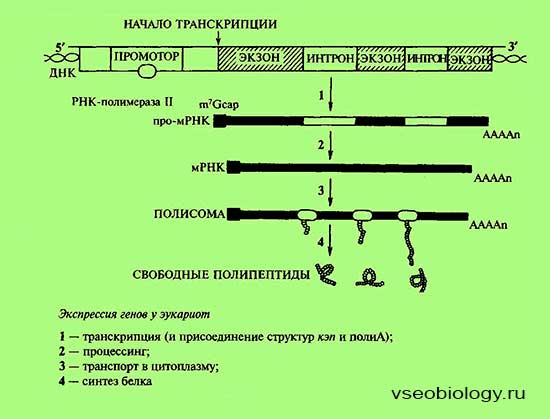 Регуляция экспрессии генов