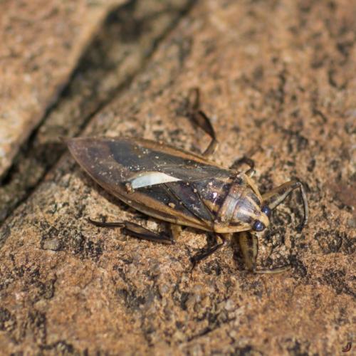 Trypanosoma cruzi