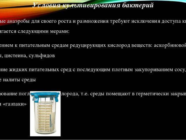 Какими способами могут размножаться бактерии и грибы
