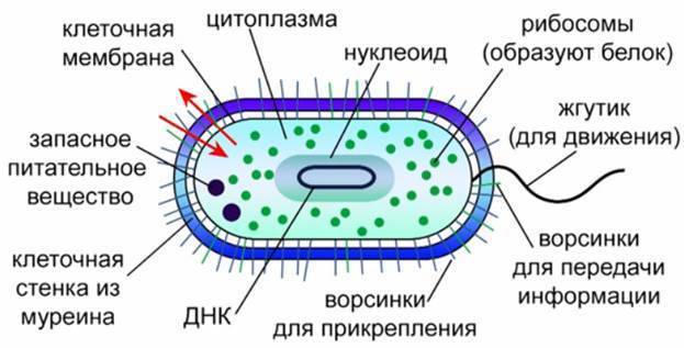 Бактерии: происхождение, изучение и строение, положительная и отрицательная роль