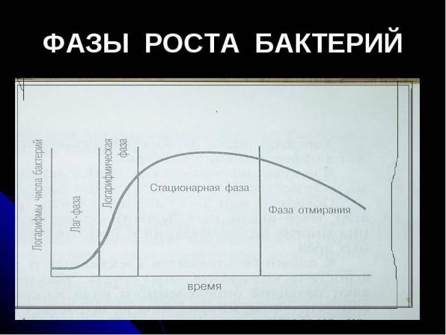 Рост и размножение микроорганизмов - рост и культивирование биообъектов - в. м. самыгин - 2016