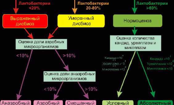 Условно-патогенная флора у женщин: основные риски для женского здоровья. условно-патогенная микрофлора