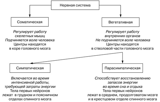 Периферическая нервная система - peripheral nervous system - qwe.wiki