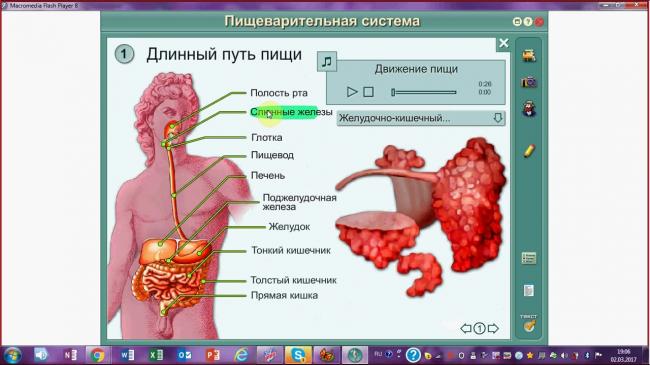 Желчь в организме человека отвечает за обмен
