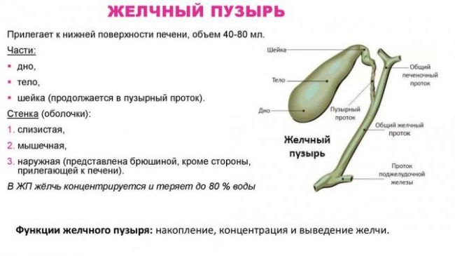 Симптомы и лечение деформирования желчного пузыря у детей