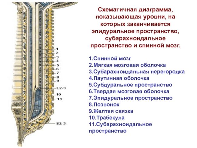 Анатомия: оболочки спинного мозга. твердая оболочка, паутинная оболочка, мягкая оболочка спинного мозга