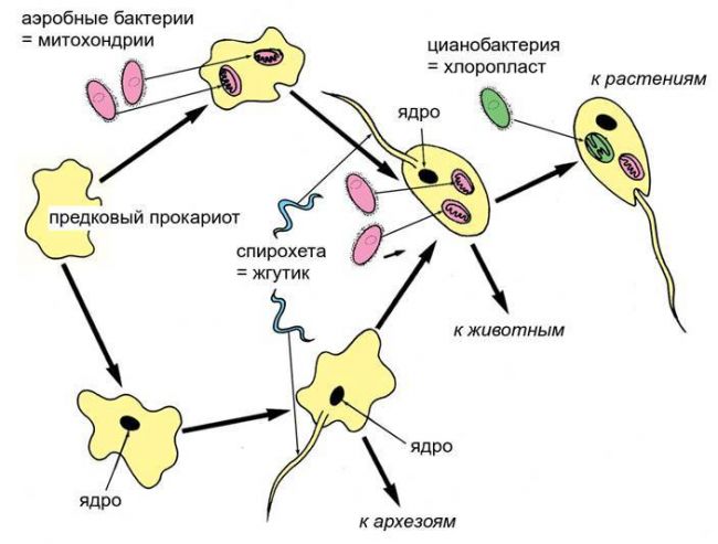 Царство одноклеточных организмов