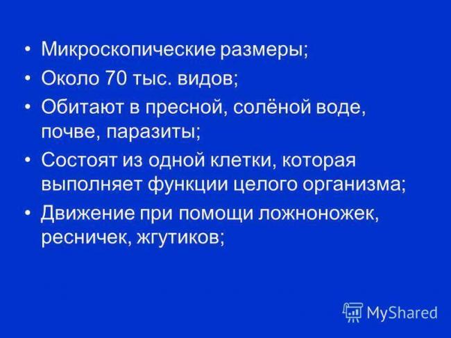 Простейшие бактерии — parazit24