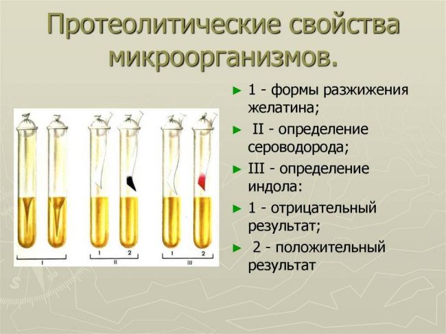 Методическая разработка практического занятия "культивирование бактерий" для студентов медицинских колледжей
