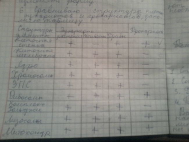 В чем заключаются главные отличия строения клеток бактерий и животных