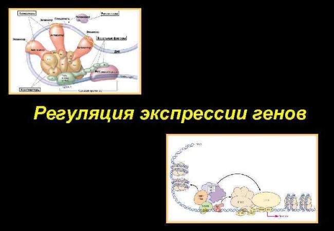 Экспрессия генов — википедия. что такое экспрессия генов