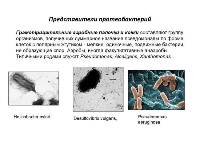 Царства живой природы