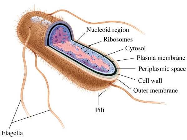 Escherichia coli в мазке у ребенка