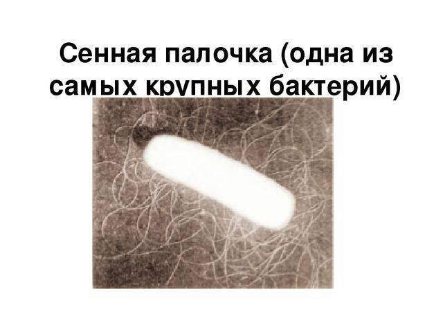 Сенная палочка польза и вред для человека