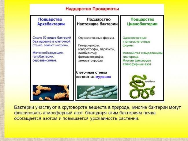 Представители царства бактерий – мельчайшие живые организмы