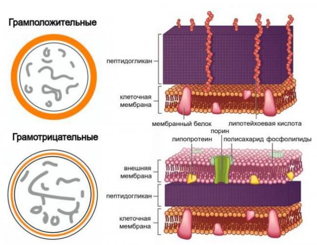Грамотрицательные бактерии - gram-negative bacteria