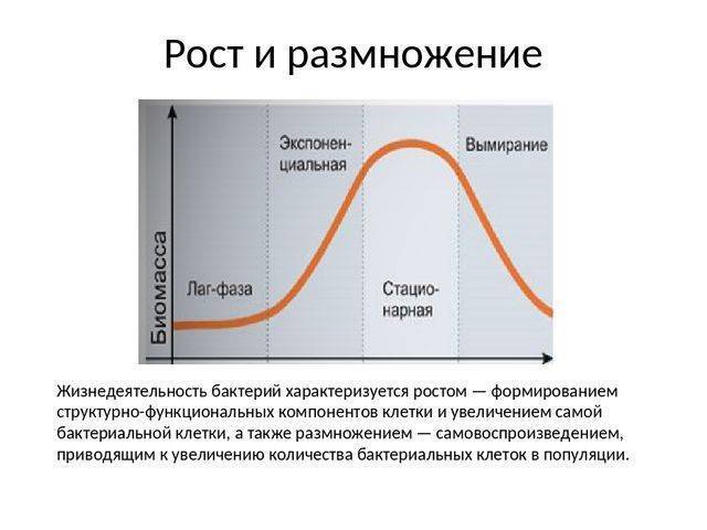 Периодическое культивирование. кривая роста - рост микроорганизмов - микробиология учебное пособие - красникова л. в. - троицкий мост 2012