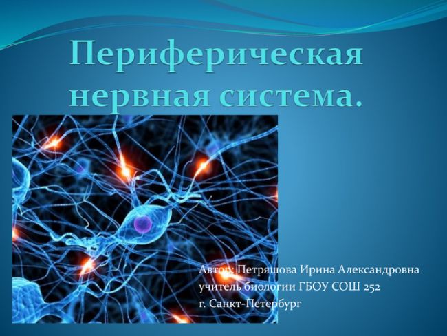 Периферическая нервная система