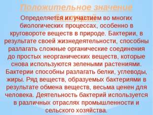 Чем и как отличаются бактерии от простейших
