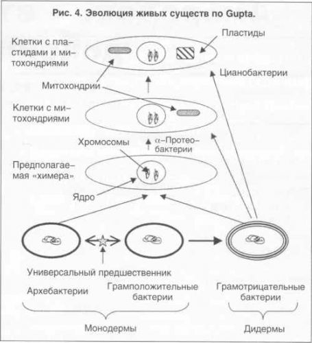 Грамотрицательные бактерии — википедия. что такое грамотрицательные бактерии